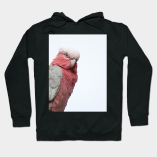 Galah Hoodie